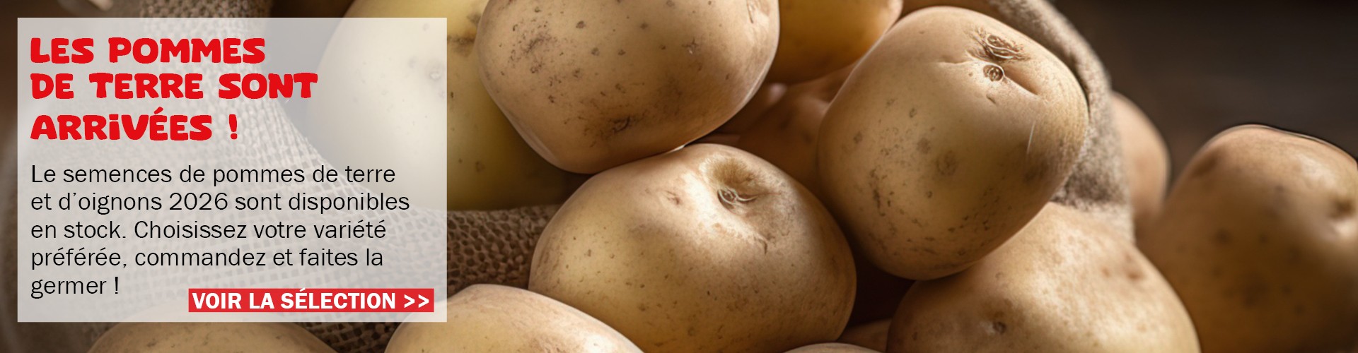 Les pommes de terre sont arrivées !